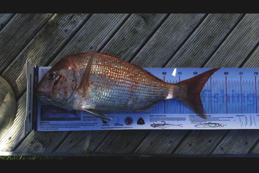 Andre DeAth caught this 51.0cm Snapper at Patea during The Export NZ Fishing Competition