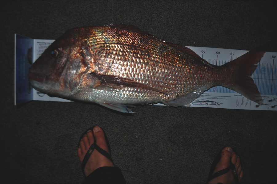 Mark Kaneko caught this 72.0cm Snapper at Great Barrier during The Export NZ Fishing Competition