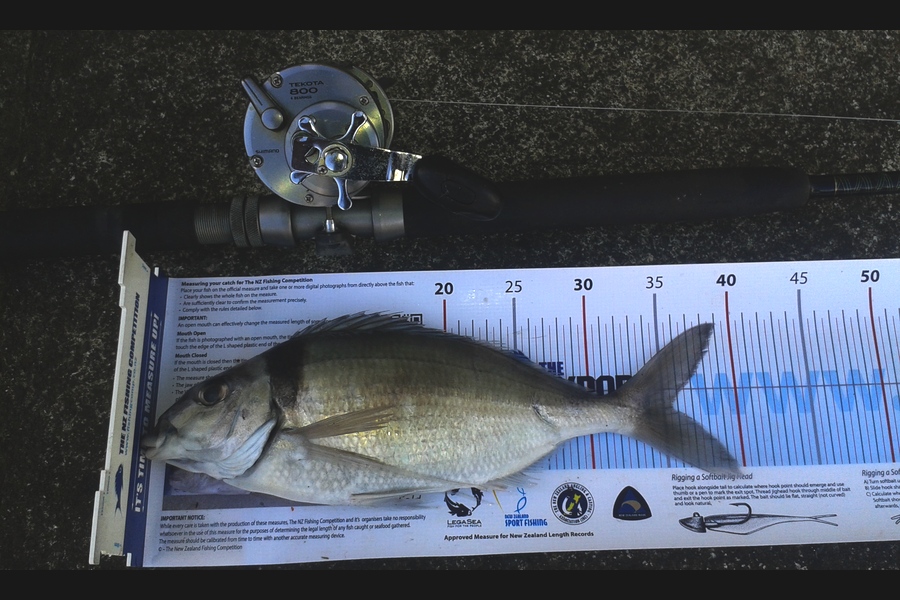 Nicholas Peacock caught this 35.5cm Tarakihi at wanganui during The Export NZ Fishing Competition