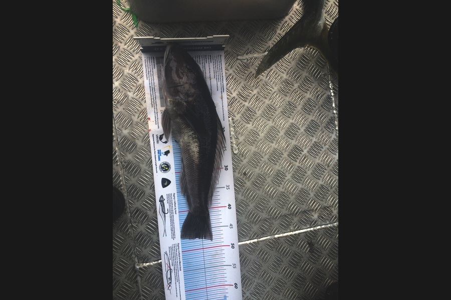 Shannon Birchfield caught this 47.0cm Blue Cod at Durville island during The Export NZ Fishing Competition