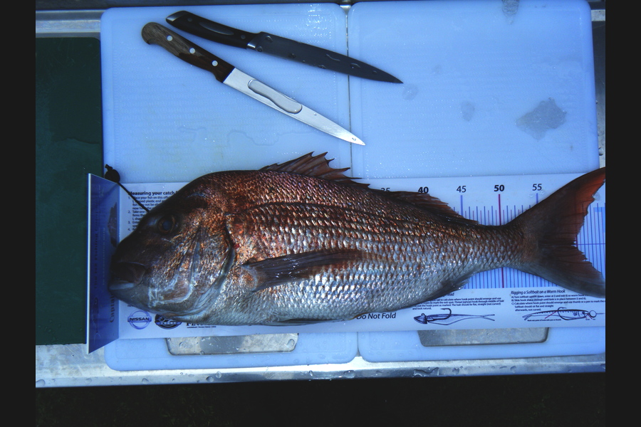 Peter Michael caught this 59.0cm Snapper at Auckland during The Export NZ Fishing Competition