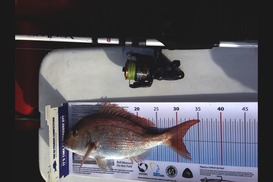 Helen Millington caught this 31.0cm Snapper at Gulf during The Export NZ Fishing Competition