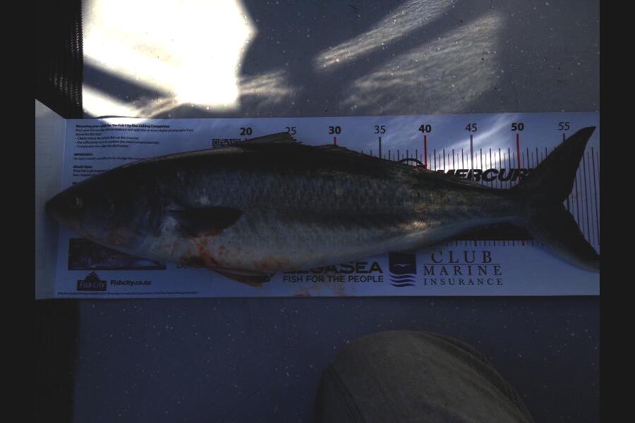 garry ng caught this 54.5cm Kahawai at middle hauraki gulf  during The Export NZ Fishing Competition