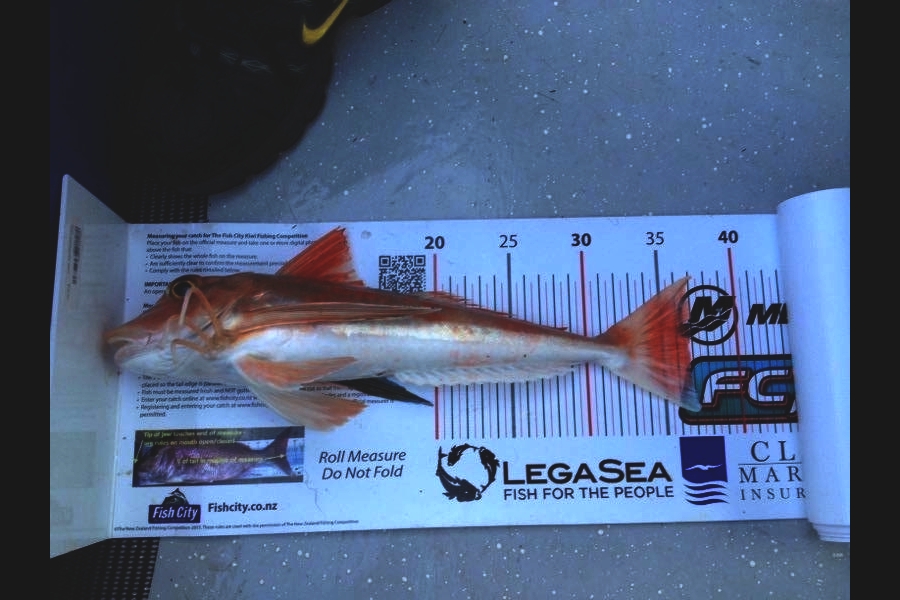 garry ng caught this 36.5cm Gurnard at Channel island during The Export NZ Fishing Competition
