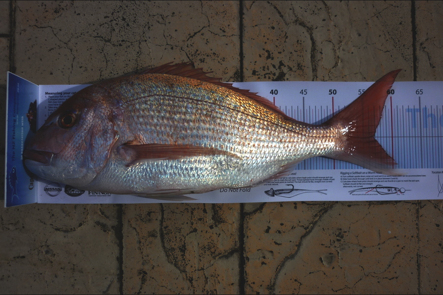 Darren Jones caught this 56.5cm Snapper at Papamoa during The Export NZ Fishing Competition
