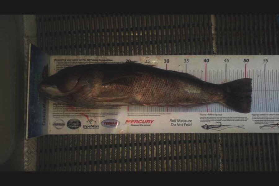 Paul Maskell caught this 51.0cm Blue Cod at Durville during The Export NZ Fishing Competition