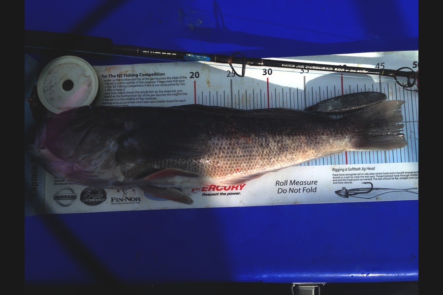Mike Foothead caught this 47.5cm Blue Cod at Kapiti during The Export NZ Fishing Competition