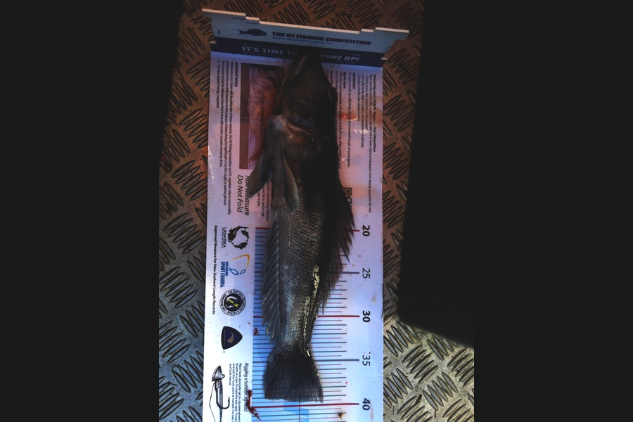 Blake Mcknight caught this 39.0cm Blue Cod at Durville  during The Export NZ Fishing Competition