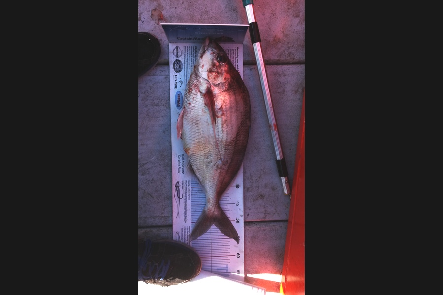 Mike  Johnston caught this 50.5cm Tarakihi at Kapiti during The Export NZ Fishing Competition