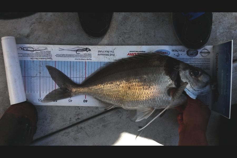 Mike  Johnston caught this 48.5cm Tarakihi at Kapiti during The Export NZ Fishing Competition