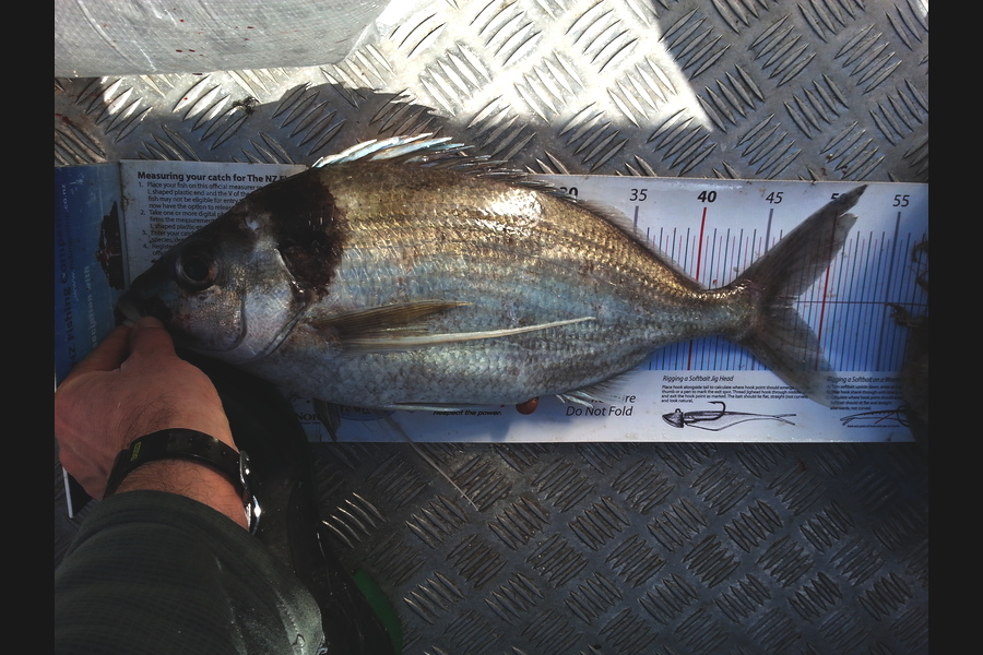 Richard Davies caught this 47.5cm Tarakihi at welly west during The Export NZ Fishing Competition