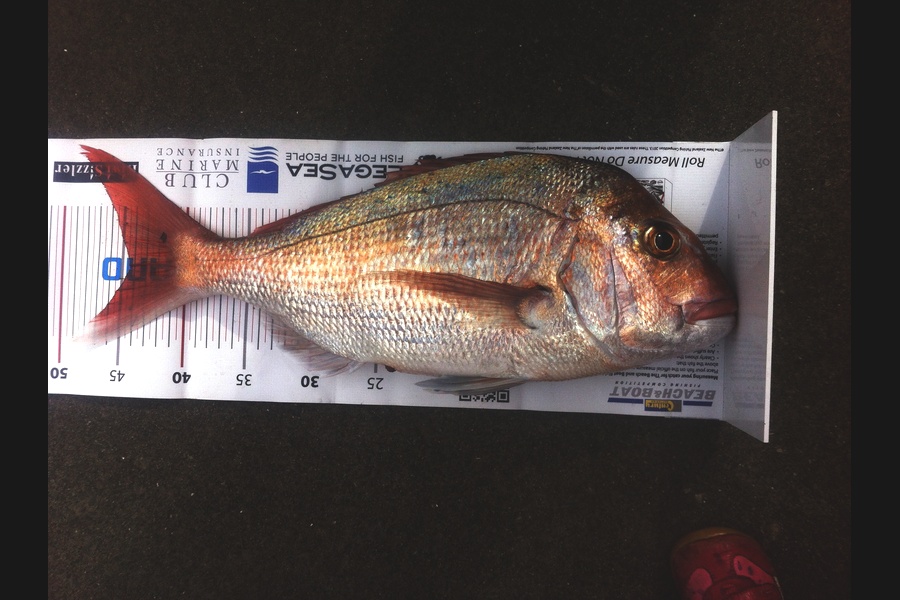 Matt Harrison caught this 44.0cm Snapper at Ruakaka during The Export NZ Fishing Competition