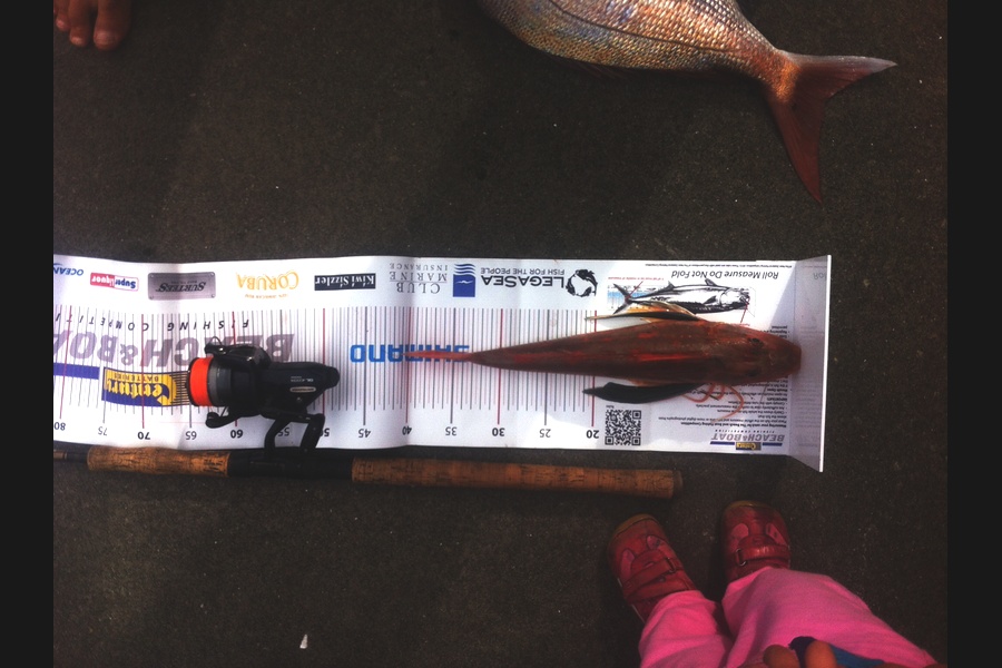 Matt Harrison caught this 37.0cm Gurnard at Ruakaka during The Export NZ Fishing Competition