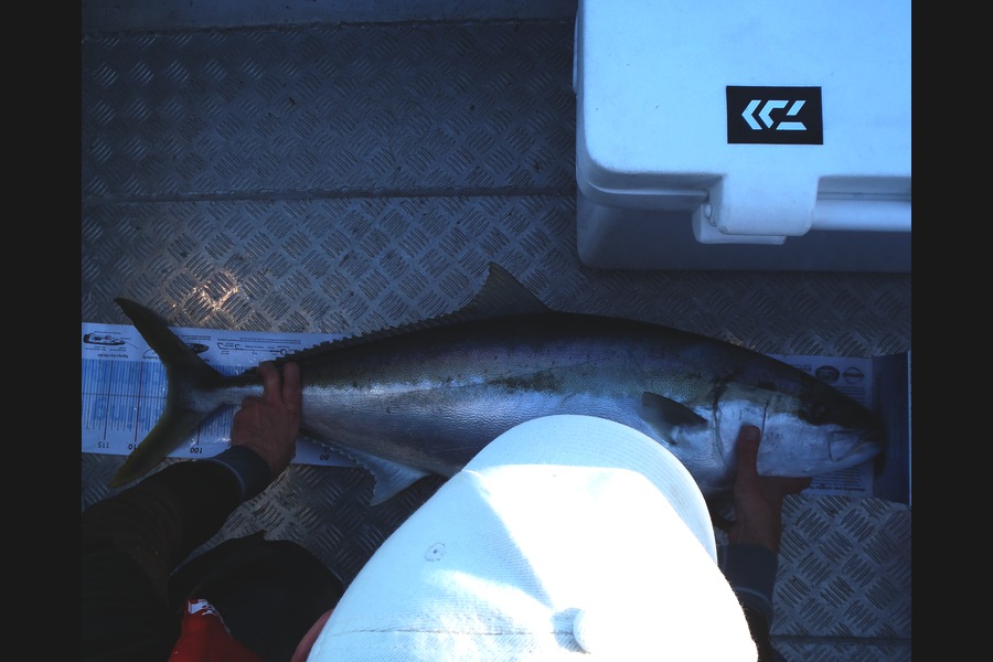 Rohann Dobbin caught this 105.5cm Kingfish at Coromandel during The Export NZ Fishing Competition