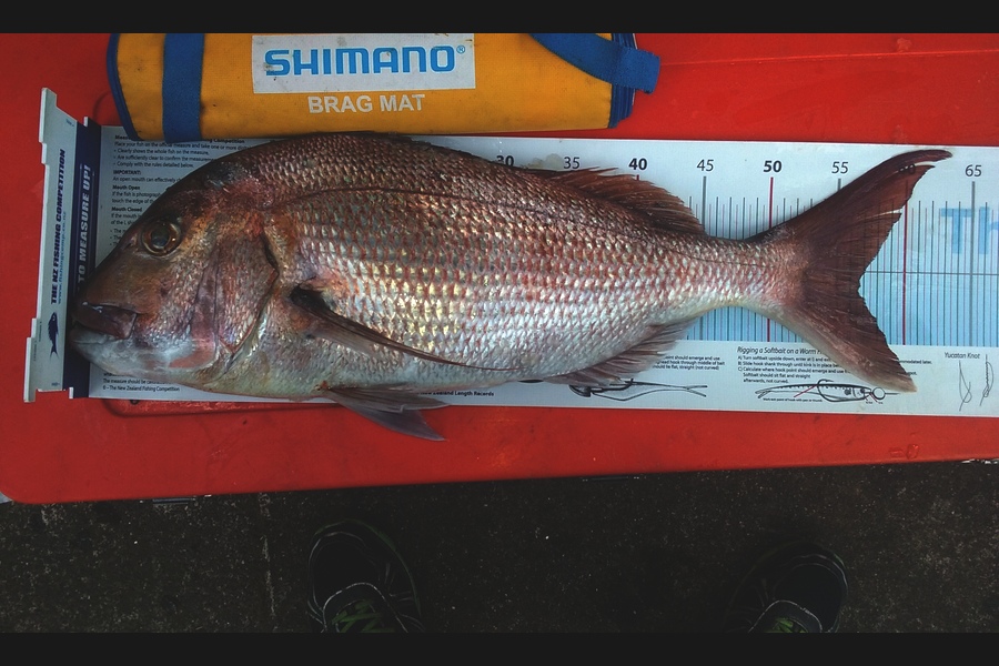 Todd Moses caught this 56.5cm Snapper at Noises  during The Export NZ Fishing Competition