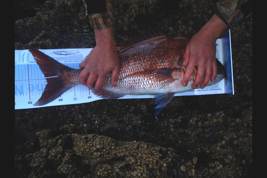 campbell Rathe caught this 64.0cm Snapper at Great Barrier during The Export NZ Fishing Competition