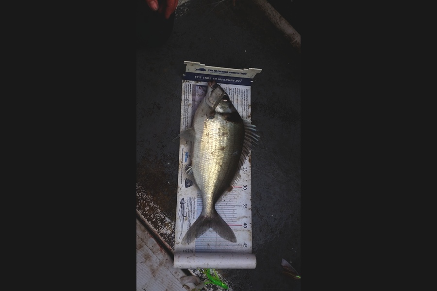Gavin Henderson caught this 40.5cm Tarakihi at kapiti during The Export NZ Fishing Competition