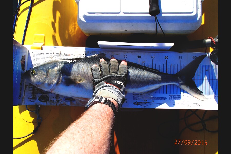 Ian R Hoskins caught this 59.0cm Kahawai at Cable Bay, Nelson during The Export NZ Fishing Competition