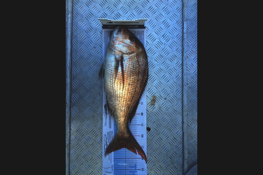 Dave Kosoof caught this 56.5cm Snapper at Kawau island during The Export NZ Fishing Competition