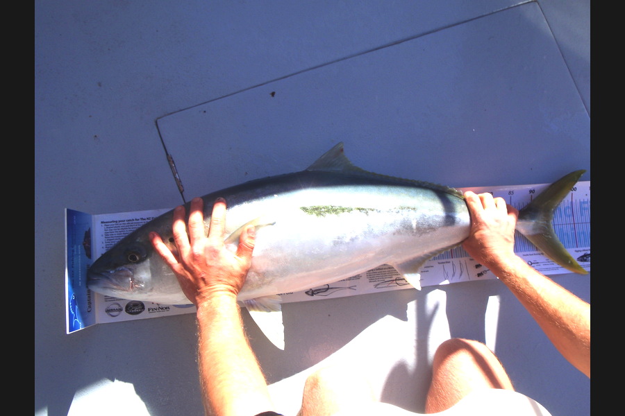 Tom Hatfull caught this 94.0cm Kingfish at Great Barrier during The Export NZ Fishing Competition