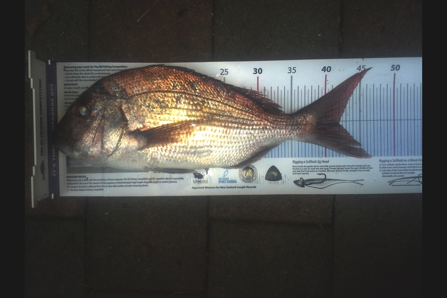 Steven Jameson caught this 42.0cm Snapper at fletchers bay during The Export NZ Fishing Competition