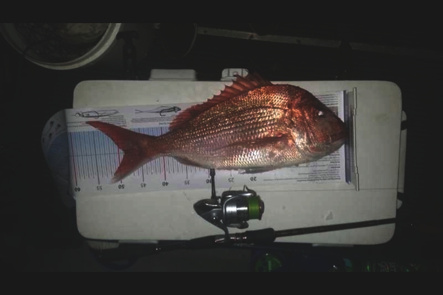Brad Small caught this 48.5cm Snapper at Tiri during The Export NZ Fishing Competition