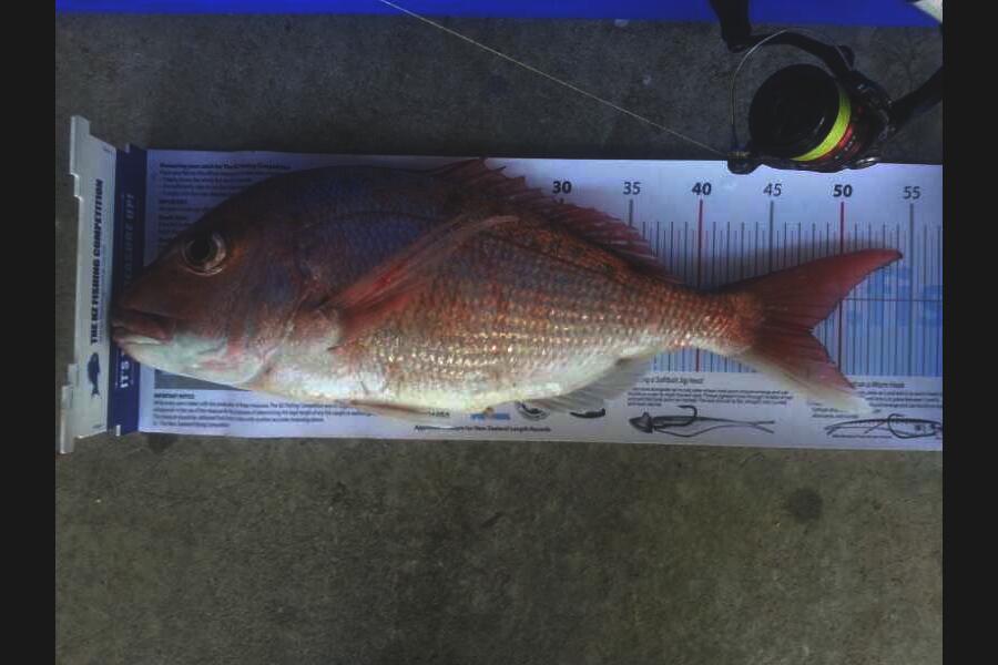 Brian  Gallogly caught this 48.0cm Snapper at Waiheke, Auckland during The Export NZ Fishing Competition