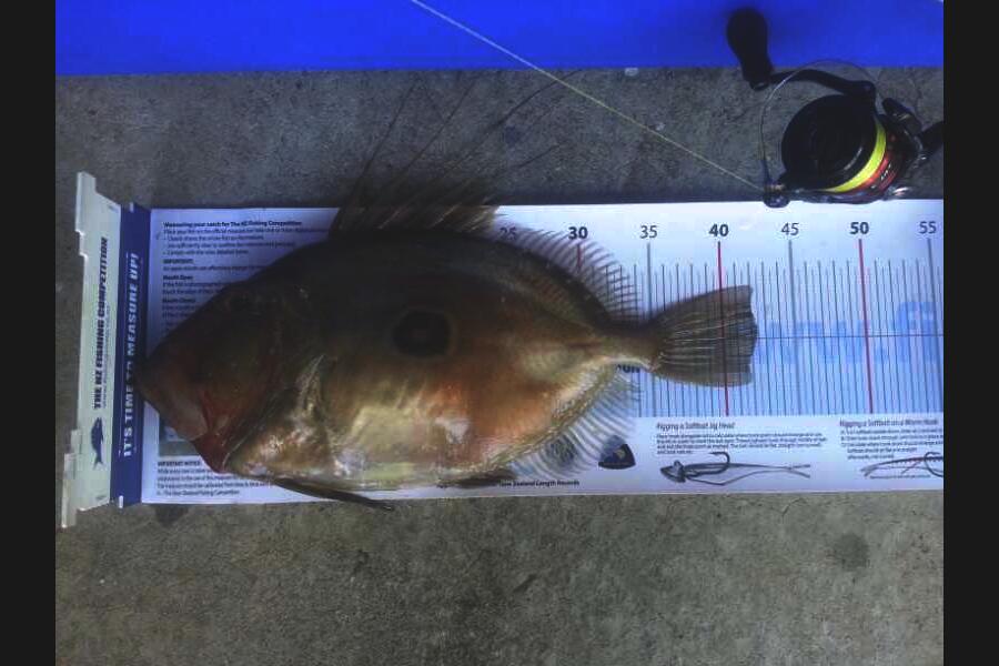Brian  Gallogly caught this 42.0cm John Dory at Waiheke, Auckland during The Export NZ Fishing Competition
