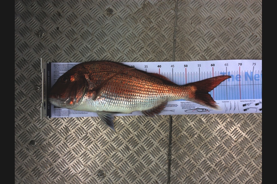 Stanley Miller caught this 58.0cm Snapper at Waipu during The Export NZ Fishing Competition