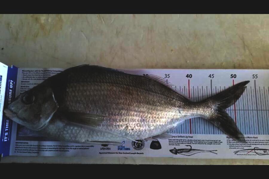 Paul Laugesen caught this 47.5cm Tarakihi at Wanganui during The Export NZ Fishing Competition