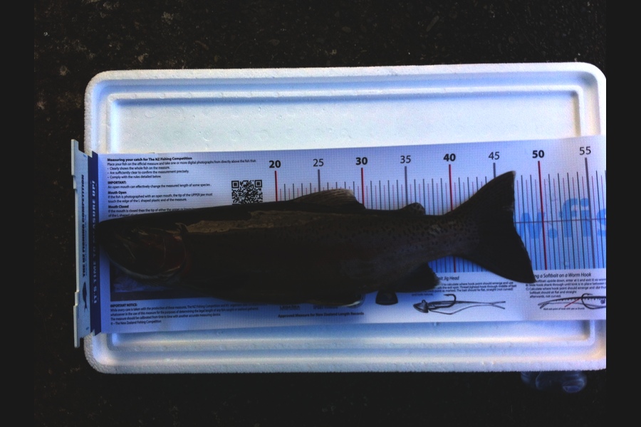 Robert Orr caught this 46.5cm Trout at Tongariro during The Export NZ Fishing Competition