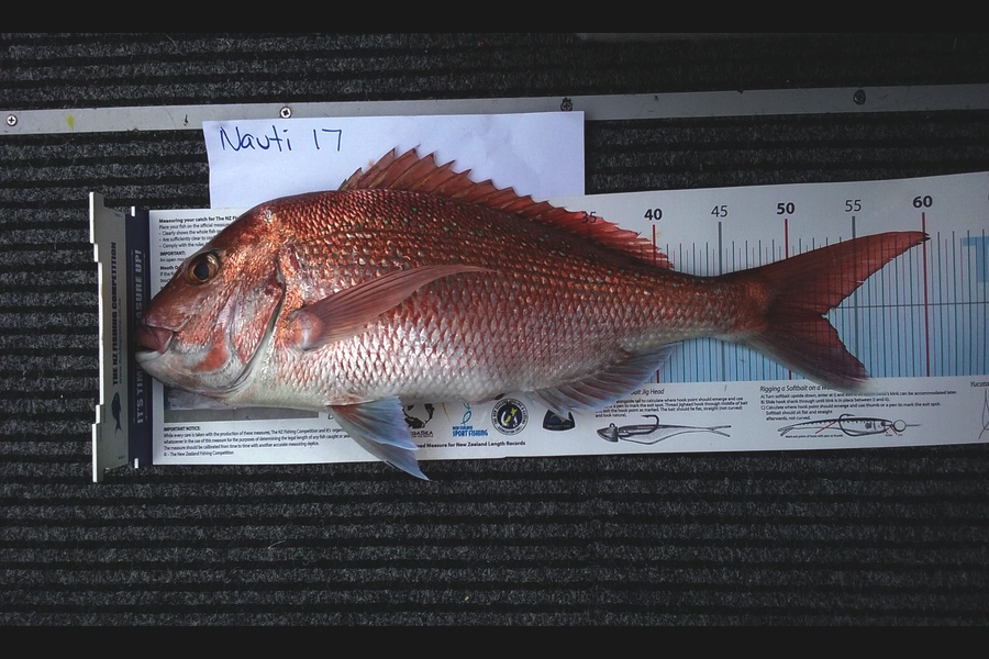 Kate Crews caught this 52.5cm Snapper at noisies during The Export NZ Fishing Competition