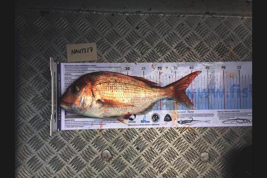 Hannah Robinson caught this 37.5cm Snapper at Waiheke during The Export NZ Fishing Competition
