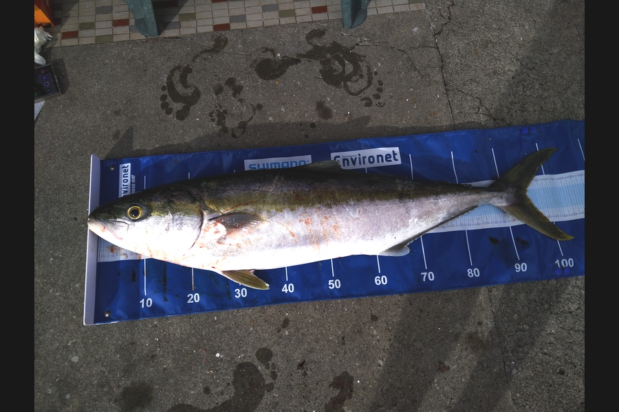   caught this 94.5cm Kingfish at Wellington south coast  during The Export NZ Fishing Competition