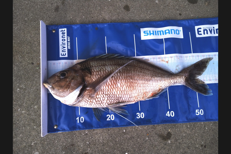   caught this 50cm Tarakihi at Wellington south coast  during The Export NZ Fishing Competition