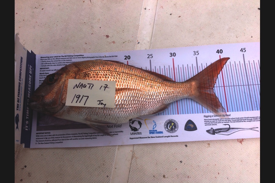 Joy Tubby caught this 37.5cm Snapper at Home Bay during The Export NZ Fishing Competition