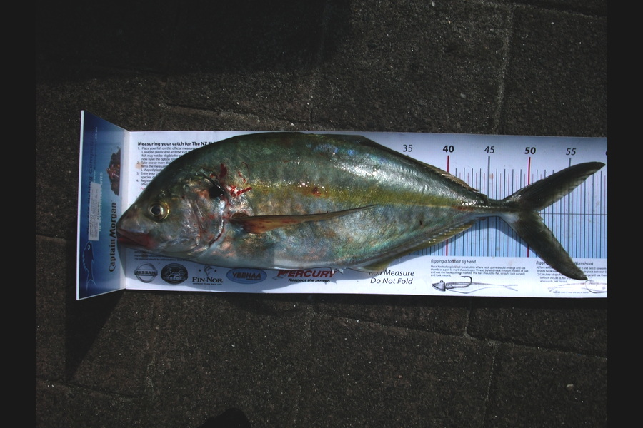 Jason Shallcrass caught this 51.0cm Trevally at papamoa during The Export NZ Fishing Competition
