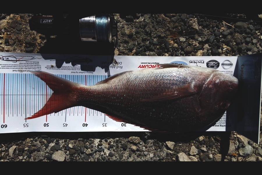 Graeme Mckay caught this 48.0cm Snapper at Gisborne  during The Export NZ Fishing Competition