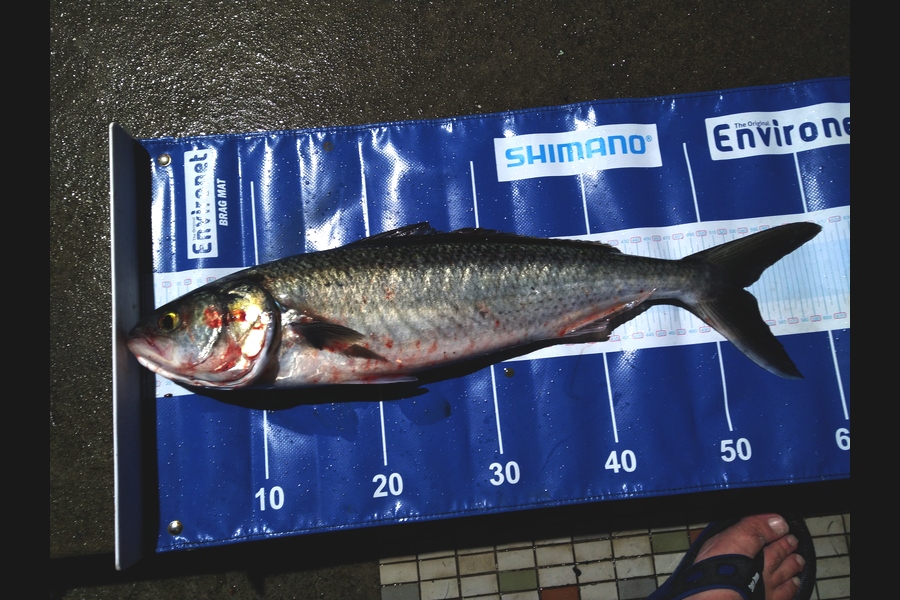   caught this 52.5cm Kahawai at Wellington south coast  during The Export NZ Fishing Competition
