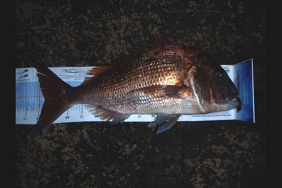 Tom Hatfull caught this 68.0cm Snapper at Great Barrier during The Export NZ Fishing Competition