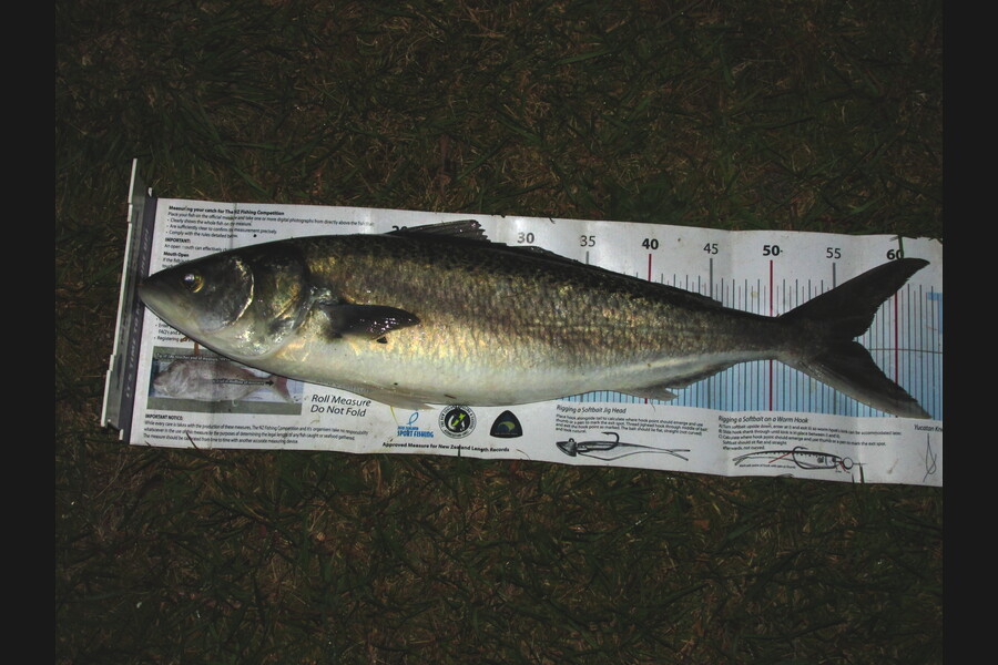Daniel Primmer caught this 56.5cm Kahawai at Tasman Bay during The Export NZ Fishing Competition