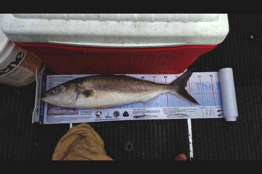 Kent Huntley caught this 57.0cm Kahawai at Oriental Bay, Wellington during The Export NZ Fishing Competition