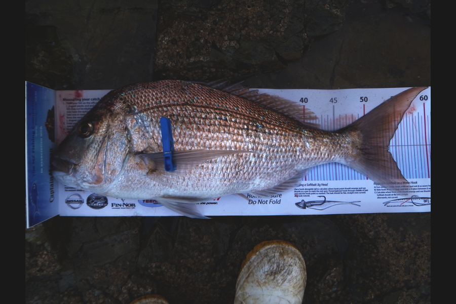 Owen Wills caught this 53.5cm Snapper at coromandel during The Export NZ Fishing Competition