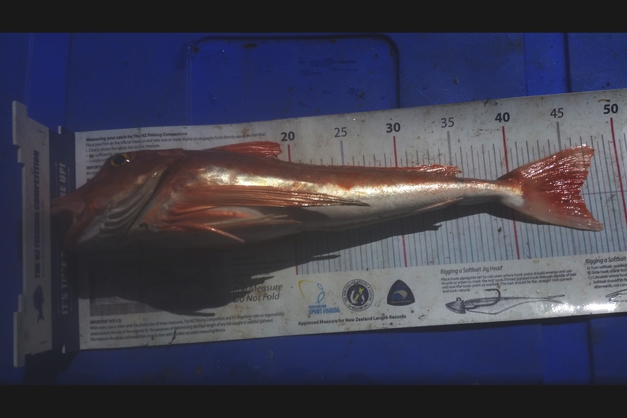 Gavin Henderson caught this 46.0cm Gurnard at kapiti during The Export NZ Fishing Competition