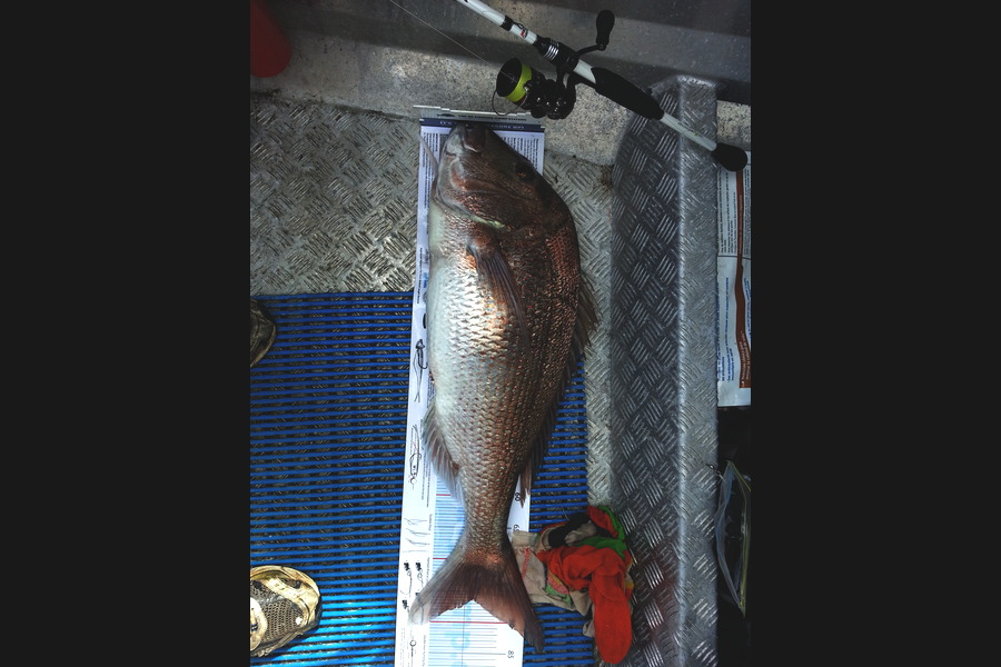 Brian  Gallogly caught this 76.0cm Snapper at Waiheke Is during The Export NZ Fishing Competition