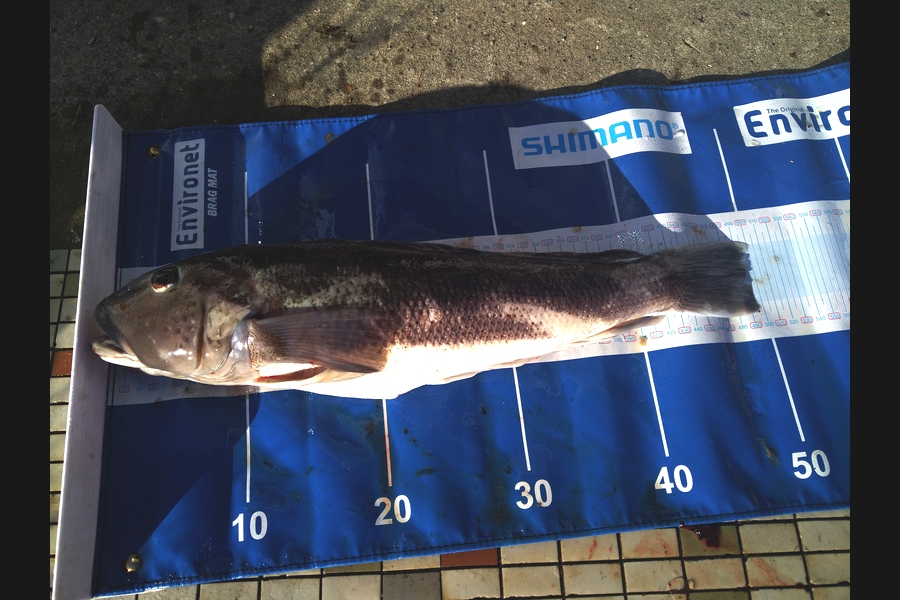   caught this 49.0cm Blue Cod at Wellington during The Export NZ Fishing Competition