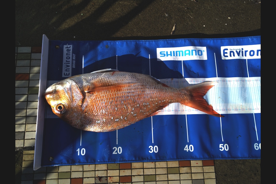   caught this 45.0cm Snapper at Wellington during The Export NZ Fishing Competition