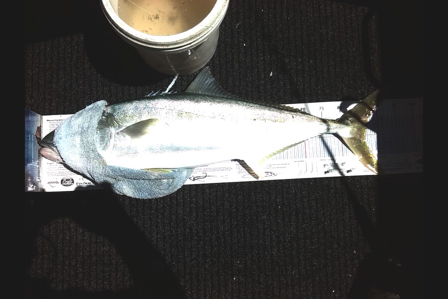 Mike Hardie caught this 86.0cm Kingfish at Waipatiki, Napier during The Export NZ Fishing Competition