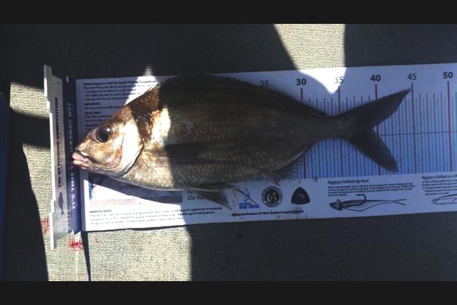 Scott Brenton caught this 39.0cm Tarakihi at Welly south during The Export NZ Fishing Competition