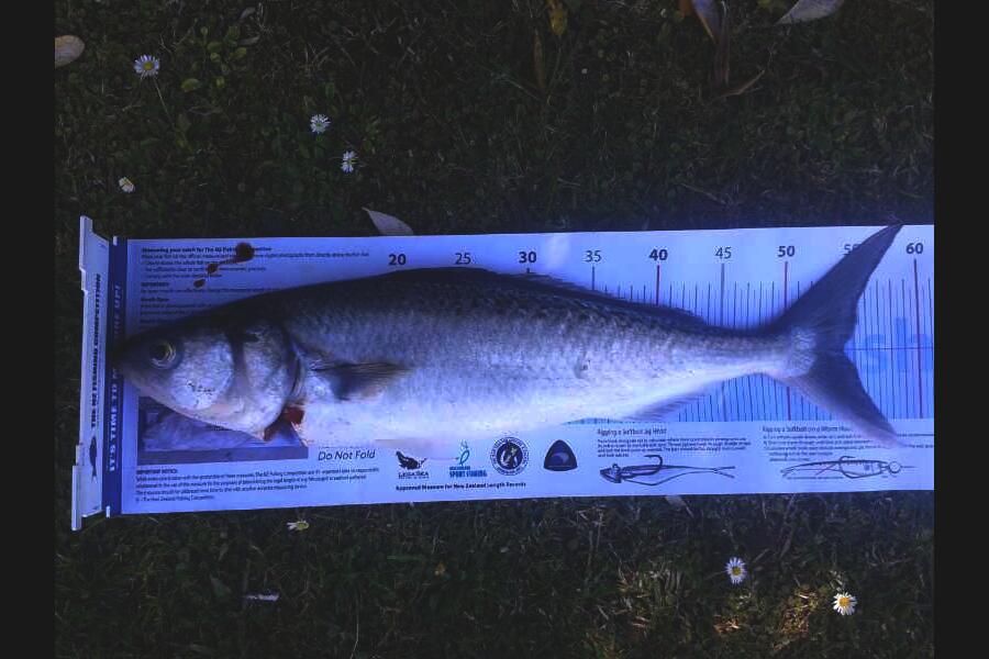 Scott McCabe caught this 54.0cm Kahawai at Kawhia during The Export NZ Fishing Competition
